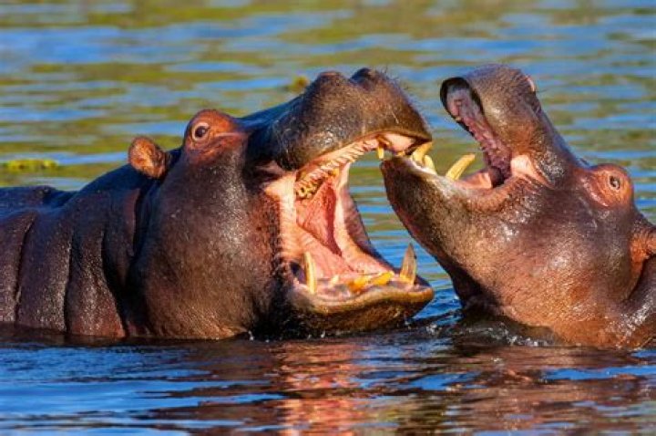 Astonishing Insights Into "Hippo Bites Man In Half"
