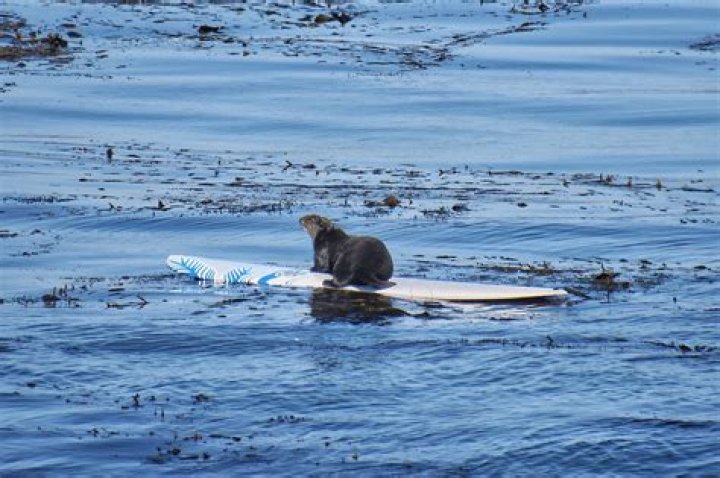 Sea Otters Steal Surfboards, Claims They Are Joining 'Orca Uprising'