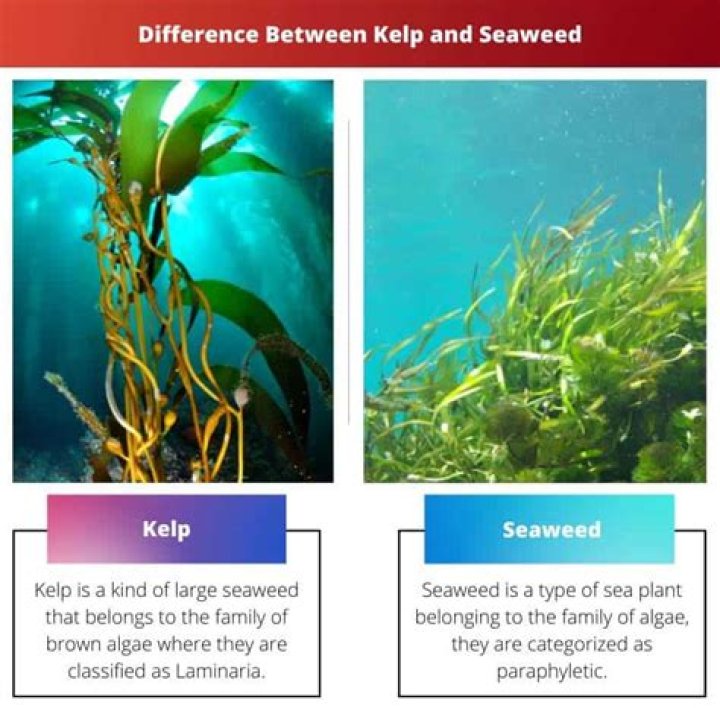 Unveiling The Difference Between Kelp And Seaweed: A Comprehensive Guide