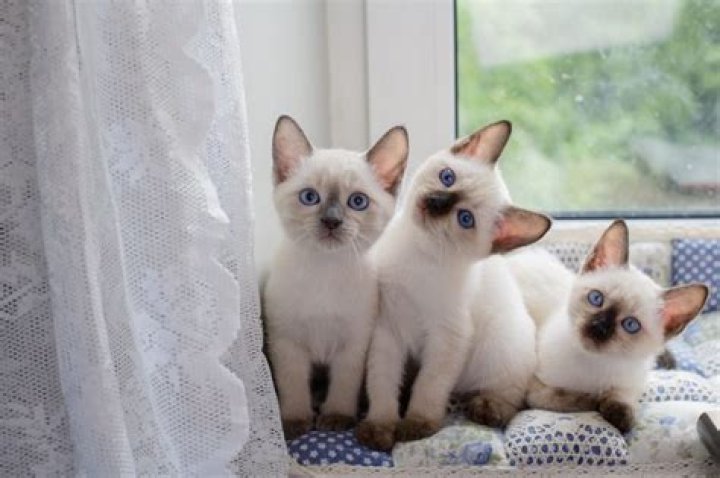 Unveiling The Enchanting World Of Jazz Through The Lens Of Nookies On Wells Photos